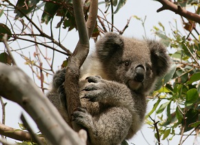 One of Faye's research subjects: A koala