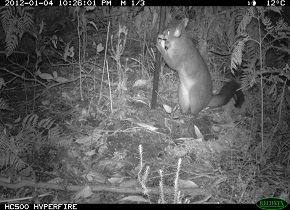 A Brushtail Possum Captured by a Motion-Activated Camera Photo Credit: Sharon Reid