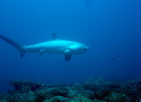 A Thresher Shark Photo Credit: Fiona Hogan