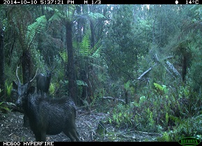 Two Sambar Deer Photographed by a Motion-Activated Camera Photo Credit: Chris Davies