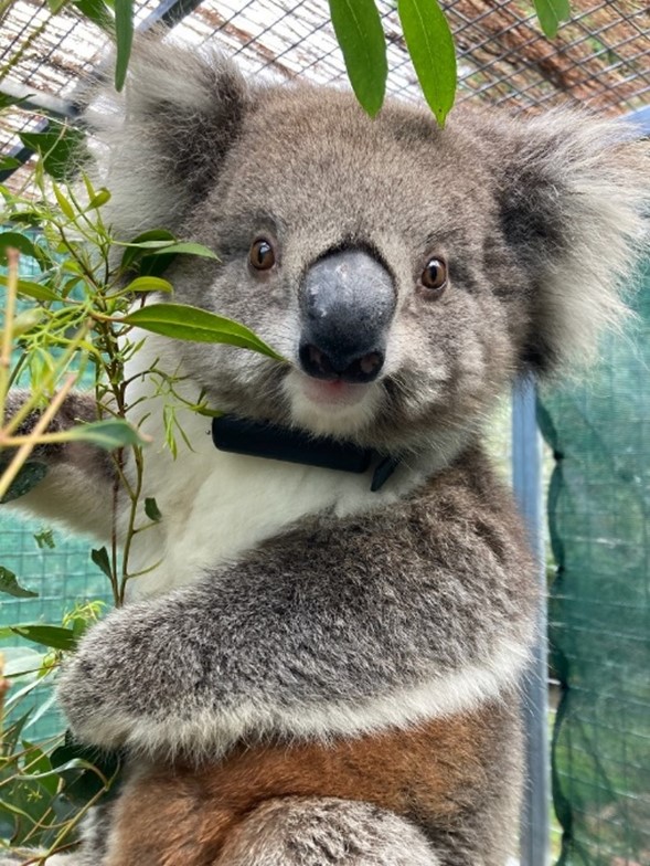 Koala