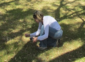 Faye in action collecting koala scats