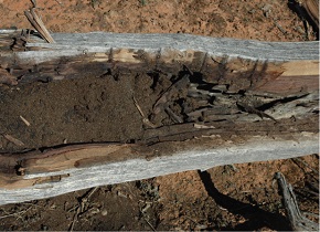 An open hollow with accumulated bat guano indicating many years of use, Photo courtesy of Ian Sluiter