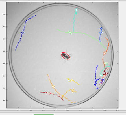 Automated image tracking used to quantify predator-prey interactions