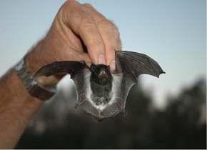 Little pied bat (Chalinolobus picatus) removed from a hollow for relocation.  Photo courtesy of Ian Sluiter
