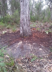 A tree with a 2m cleared zone Photo Credit: Emily Cordy