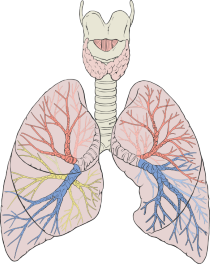 diagram of lungs