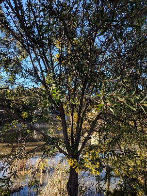 Hakea