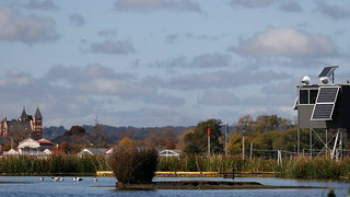 Red-necked avocets at Lake Wendouree