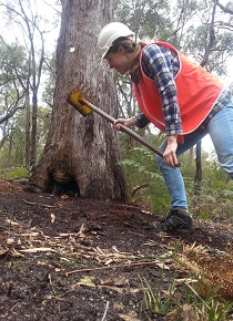 Clearing the zone around a hollow-bearing tree Photo Credit: Emily Cordy