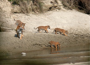 Tiger and Cubs Photo courtesy of National Trust for Nature Conservation (Nepal)