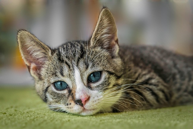 European shorthair cat