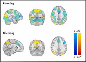 Brain activity during working memory