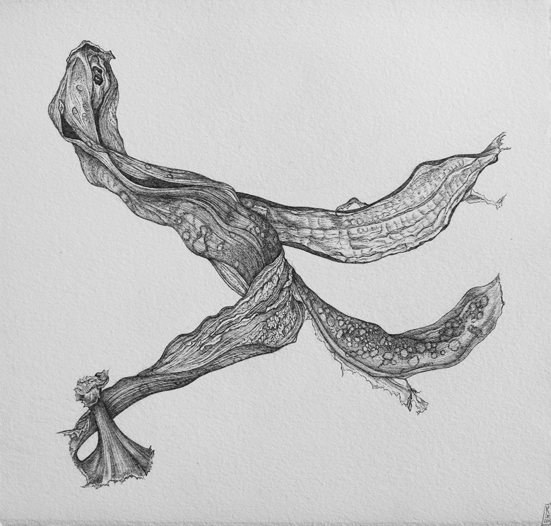 Kim Anderson, Banana, drawing