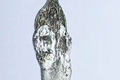 Hard-Age-New-Edge-sml-.jpg